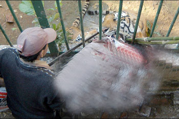 চিড়িয়াখানায় বাঘের আক্রমণে তরুণীর মৃত্যু