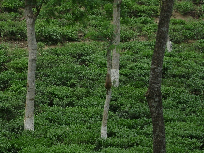 3399383184_301c790b75_o