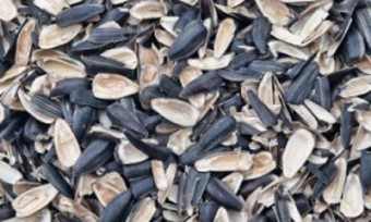 sunflower-seed-husks