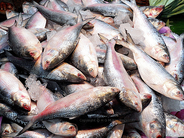 hilsa-fish-29.05.12