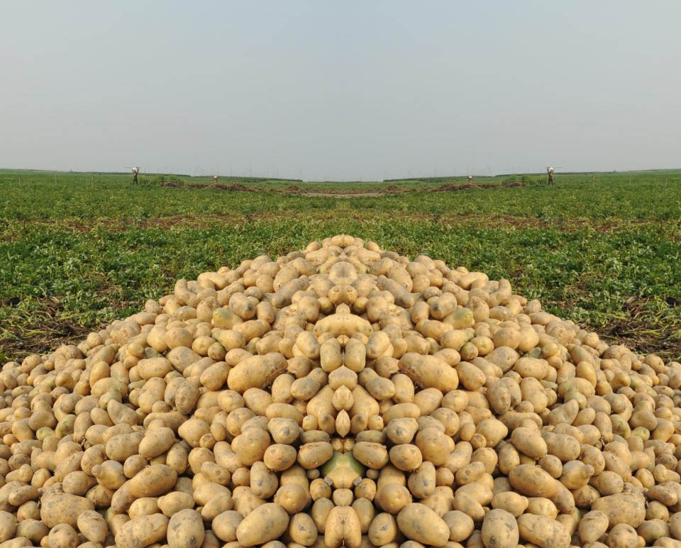 potato_3443434