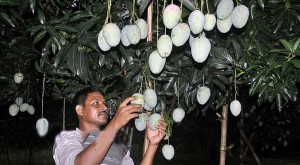 Kanshat_Mango_887285495