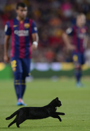 8d9795489f4523957eb357ffecfd705e-Black-cat