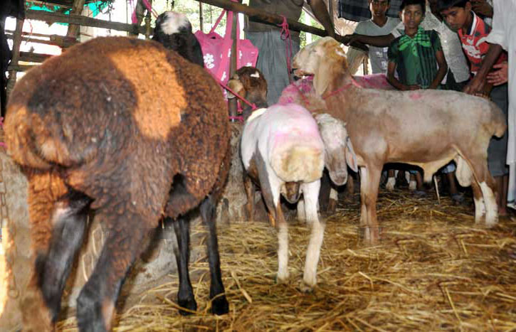 dumba_inner_921214374