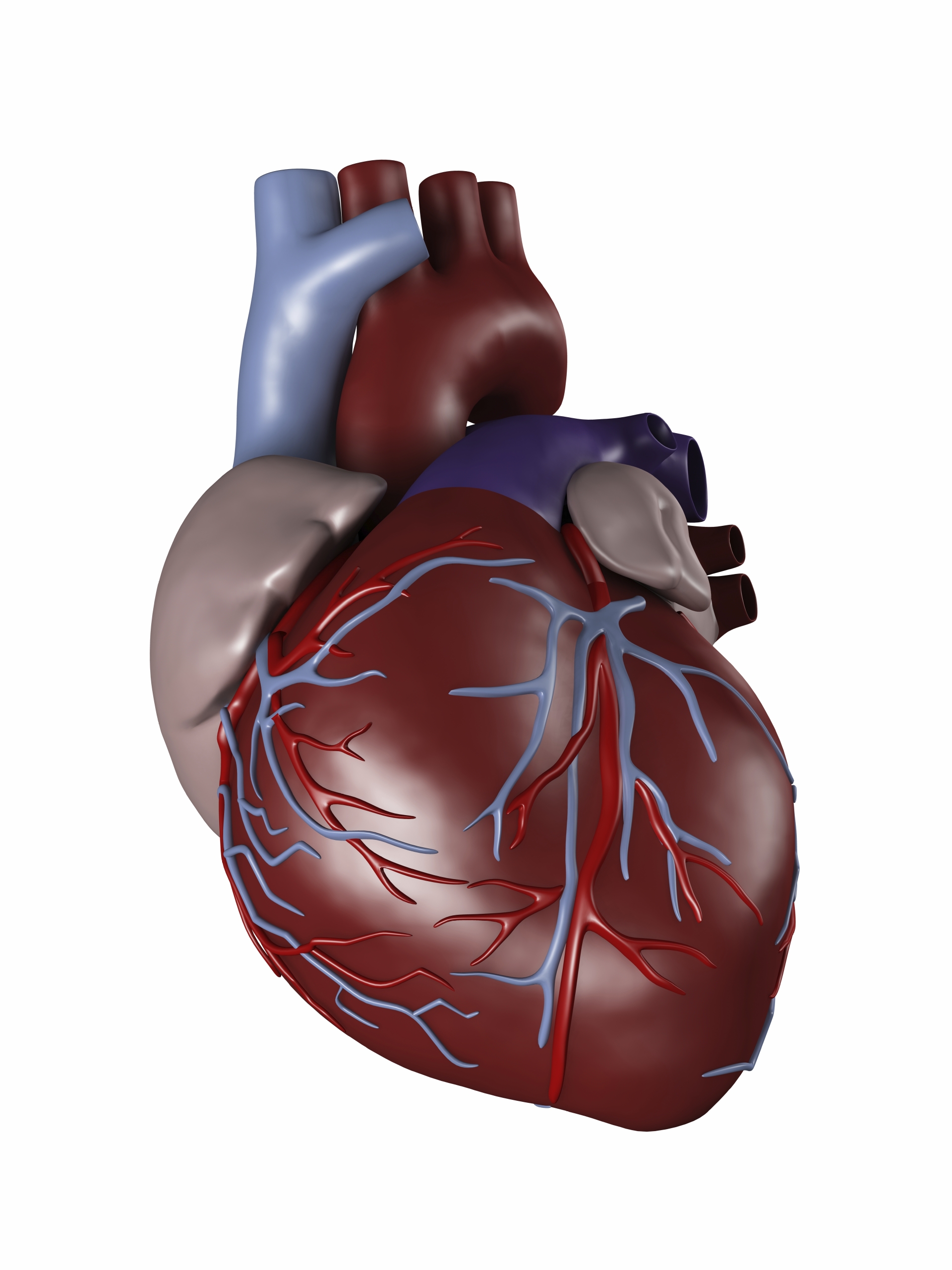 Heart iStock pic (1)