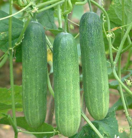 166080_571245206231577_1638556480_n