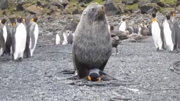 Penguins rape