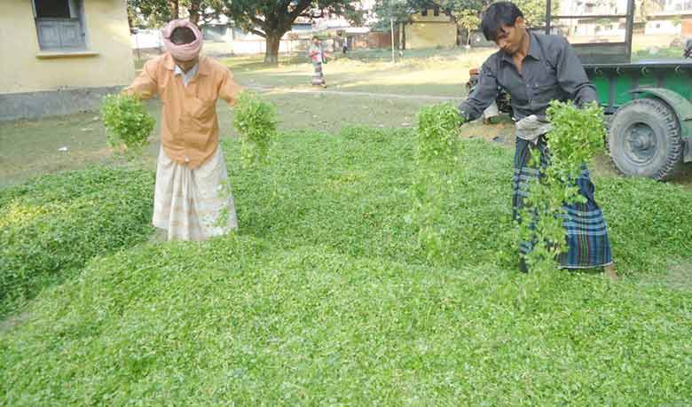 চাঁপাইনবাবগঞ্জ থেকে জেলার বাইরে পাঠানোর প্রস্তুতি চলছে (ছবি : রফিকুল আলম)