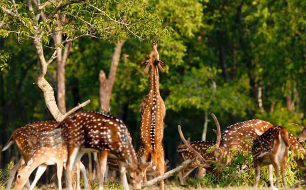 Nijhum+Dwip_Nijhum+Dweep_0001