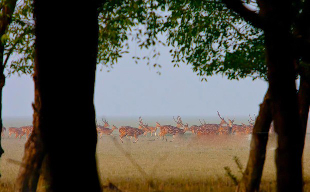 Nijhum+Dwip_Nijhum+Dweep_0006