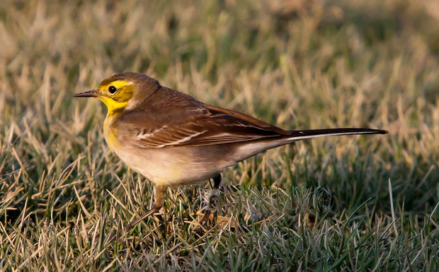 Nijhum+Dwip_Nijhum+Dweep_0012