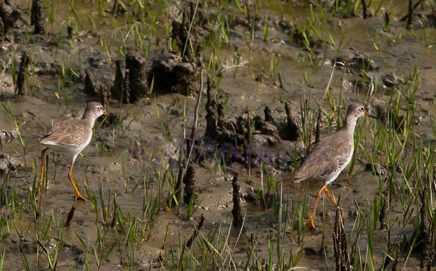 Nijhum+Dwip_Nijhum+Dweep_0015