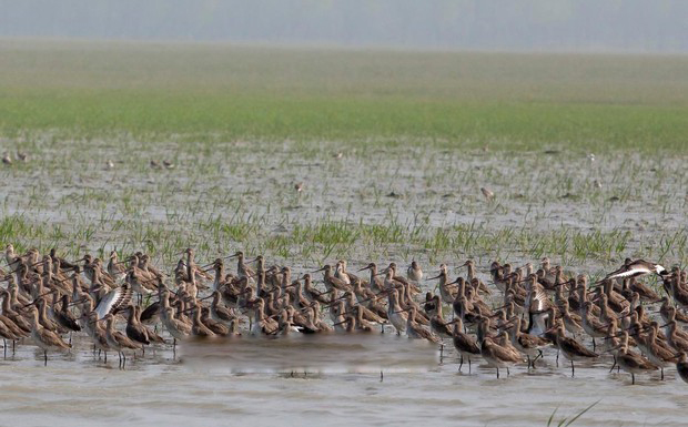 Nijhum+Dwip_Nijhum+Dweep_0016