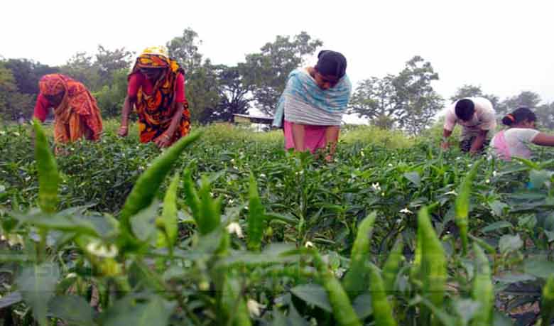 ManikGanjKrishi1428897002