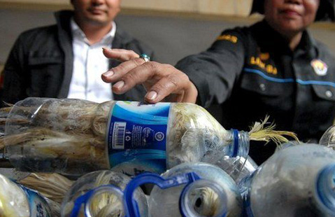 Bird-smuggler-(1)_thereport