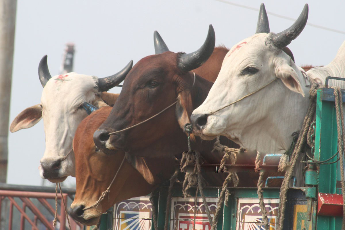 109_CDA_Cow_Bazar_Ctg_290914